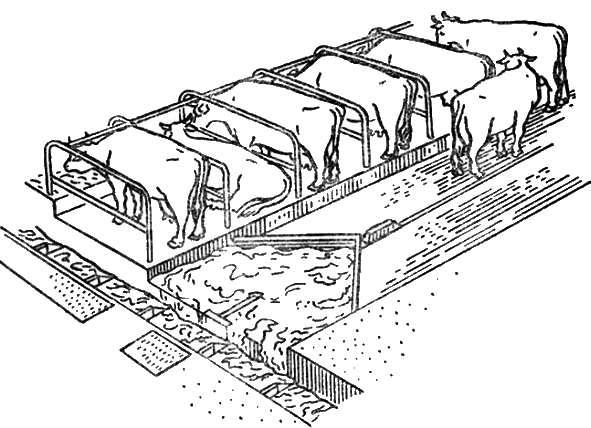 ris.-14.png